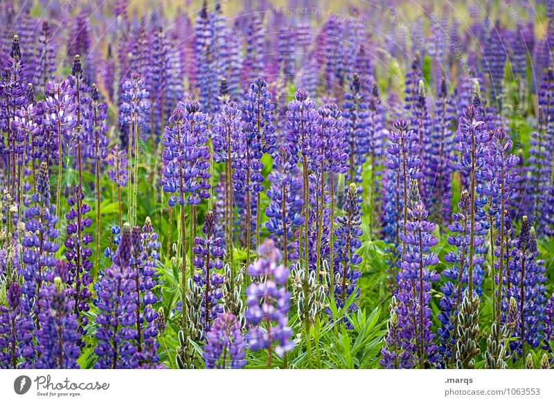 lupins Environment Nature Plant Summer Lupine field Blossoming Natural Beautiful Many Violet Colour photo Exterior shot Deserted Day