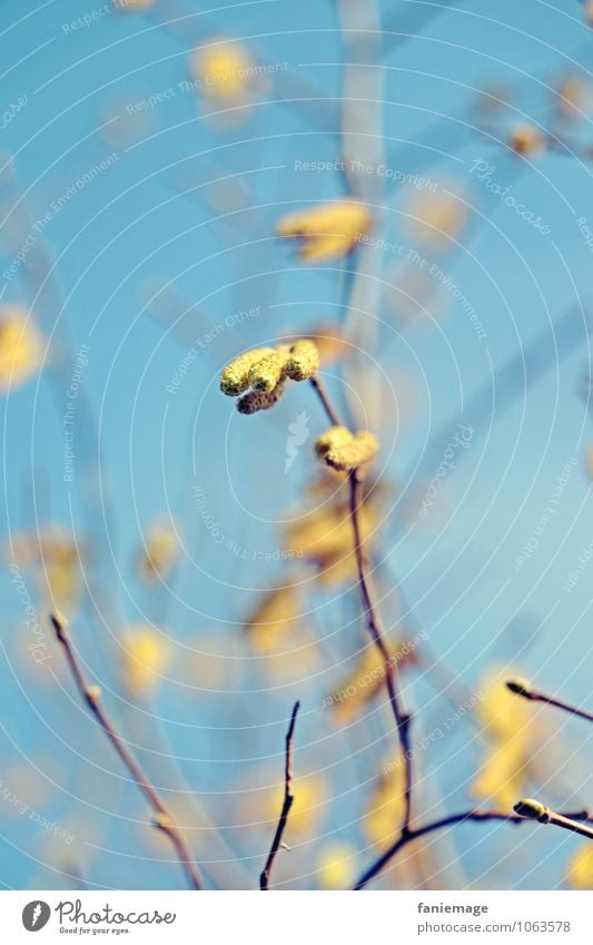 spring Environment Nature Spring Tree Bushes Garden Park Beautiful Blue Blue sky Yellow Spring flowering plant Weigh Gold Branch Twig Twigs and branches