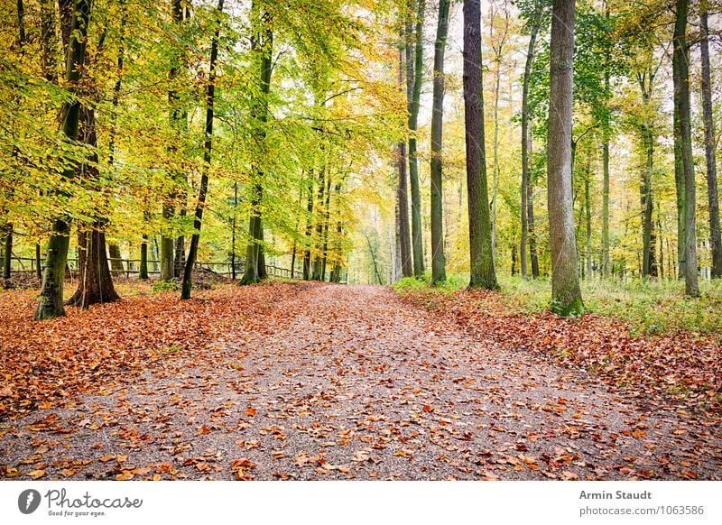 autumn forest trail Harmonious Relaxation Vacation & Travel Far-off places Hiking Environment Nature Landscape Earth Autumn Beautiful weather Tree Forest