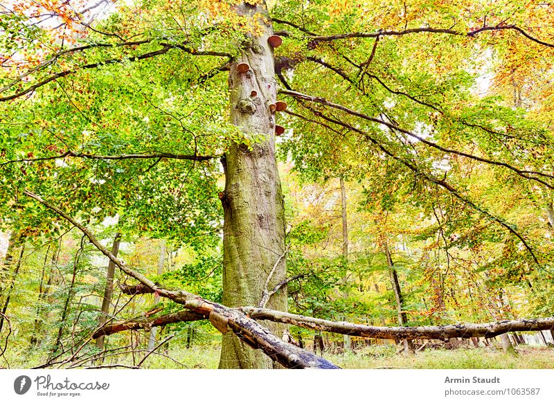 autumn tree Harmonious Contentment Nature Landscape Autumn Beautiful weather Tree Forest Old Growth Esthetic Dark Large Natural Positive Yellow Green Moody