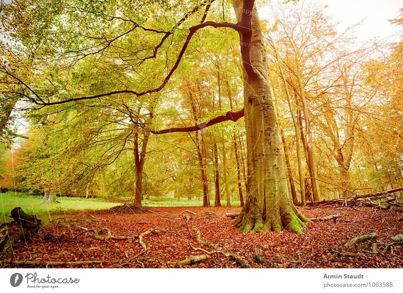autumn forest Harmonious Contentment Nature Landscape Autumn Beautiful weather Tree Forest Old Growth Esthetic Dark Large Natural Yellow Green Moody Power