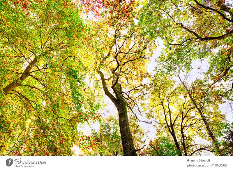 autumn picture Design Nature Landscape Plant Cloudless sky Autumn Beautiful weather Tree Forest Illuminate Growth Exceptional Fantastic Happiness Fresh Gigantic