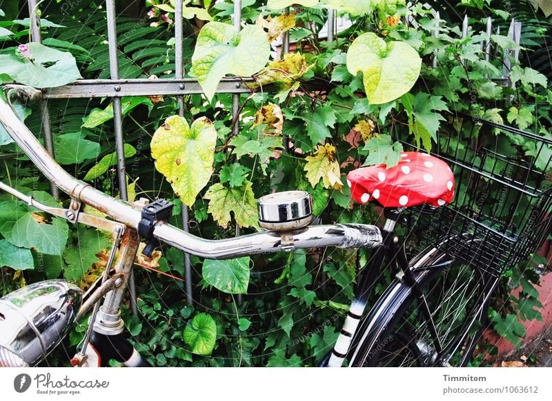 More color. Leisure and hobbies Cycling Plant Foliage plant House (Residential Structure) Fence Bicycle Bicycle saddle Metal Wait Simple Green Red Emotions