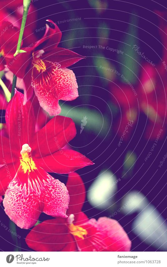 orchids Nature Plant Summer Orchid Leaf Blossom Exotic Esthetic Beautiful Orchid blossom Red Pink Virgin forest Open Left Flowering plant Flower stem