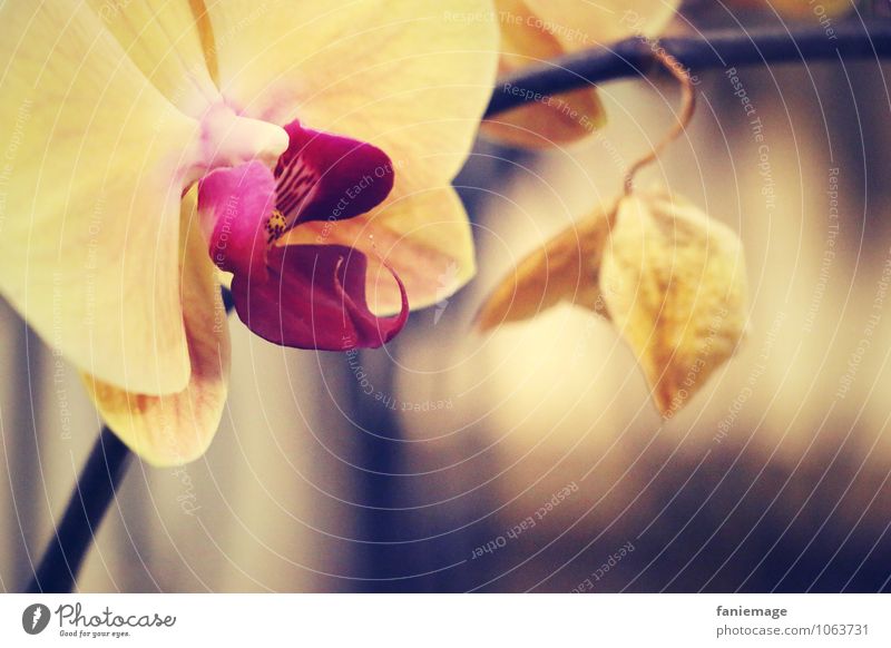 Orch idea Nature Flower Orchid Blossom Exotic Esthetic Beautiful Gold Orchid blossom Yellow Pink Blur Elegant Mysterious Brown Bluish Warmth Warm light