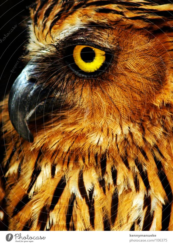 owl Yellow Close-up Bali Bird birds For Wild animal sharp predator