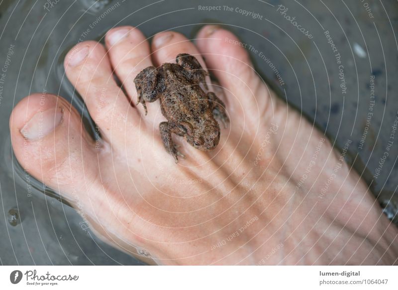 Frog on foot Human being Feet Nature Lake 1 Animal Sit Brown Safety (feeling of) amphibians Hop Painted frog Tree frog Colour photo Detail