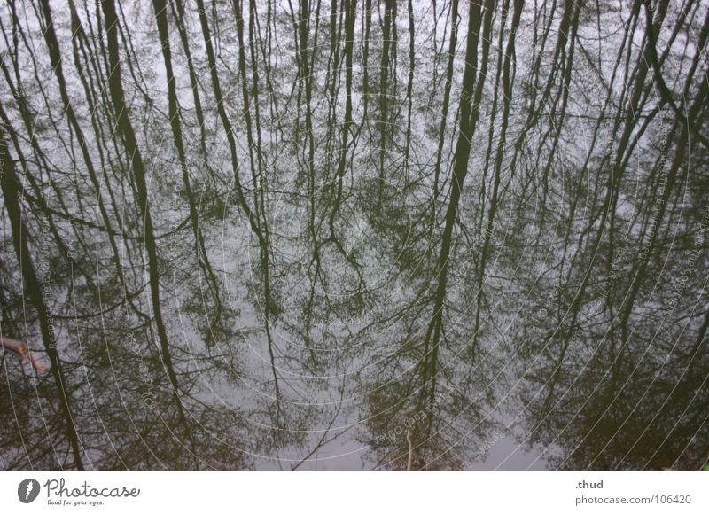 mirror forest Mirror Forest Winter Monochrome reflection Water Gloomy