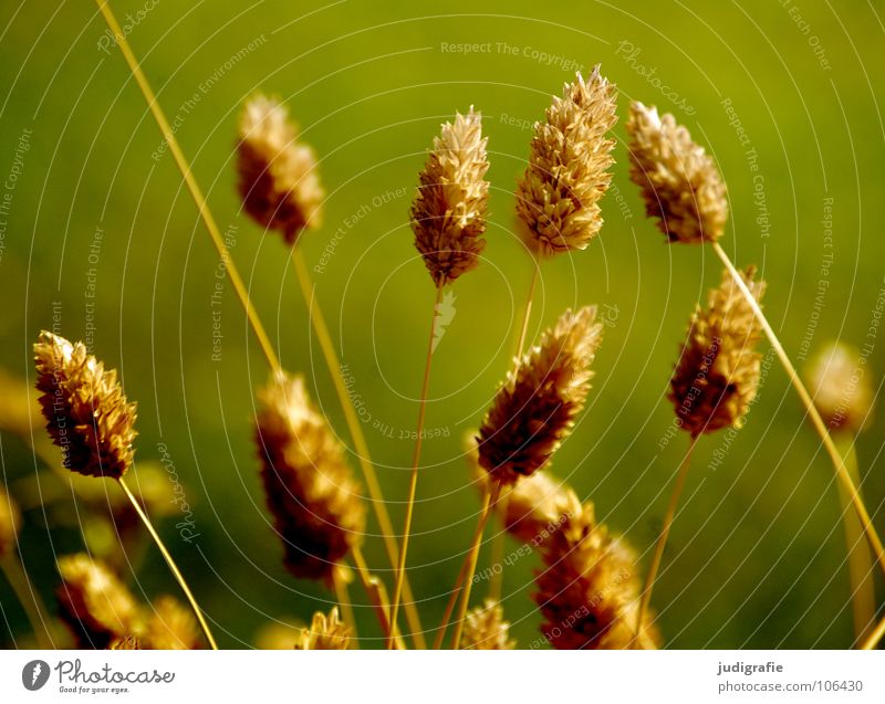 grass Grass Green Stalk Blade of grass Ear of corn Glittering Beautiful Soft Hissing Meadow Delicate Flexible Sensitive Pennate Plant Colour Summer Pollen risp