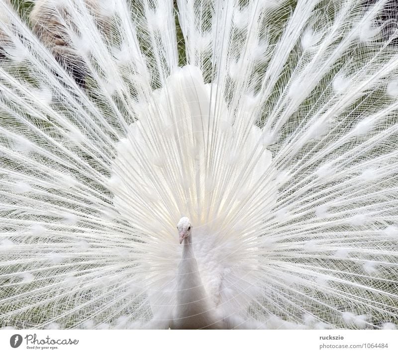 White Peacock Wedding Peacock A Royalty Free Stock Photo From Photocase