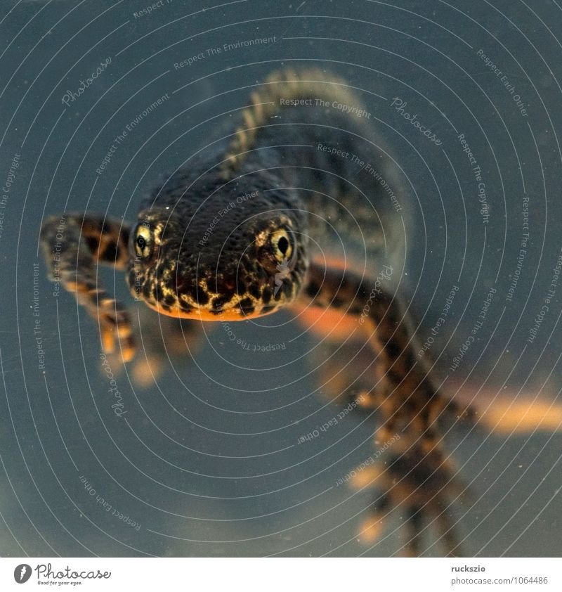 Alpine newt, Ichthyosaura alpestris Nature Animal Multicoloured Male water costume Syn: triturus amphibians vertebrate Newt Alpine newts mating mood colored