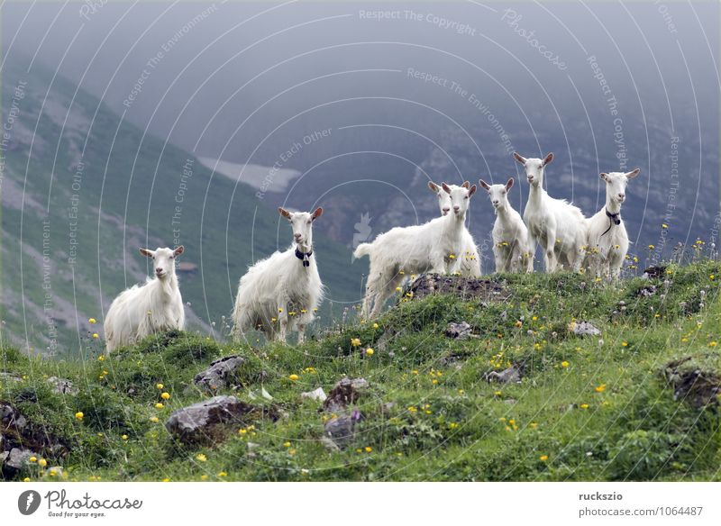 Goats on pasture Milk Mountain Agriculture Forestry Landscape Animal Beautiful weather Meadow Alps Pet Farm animal Herd Free Together White appenzellerland