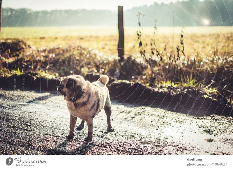 beauty lies in the eye of the owner. Environment Nature Landscape Spring Winter Beautiful weather Meadow Field Footpath Animal Pet Dog Pug 1 Cold Small