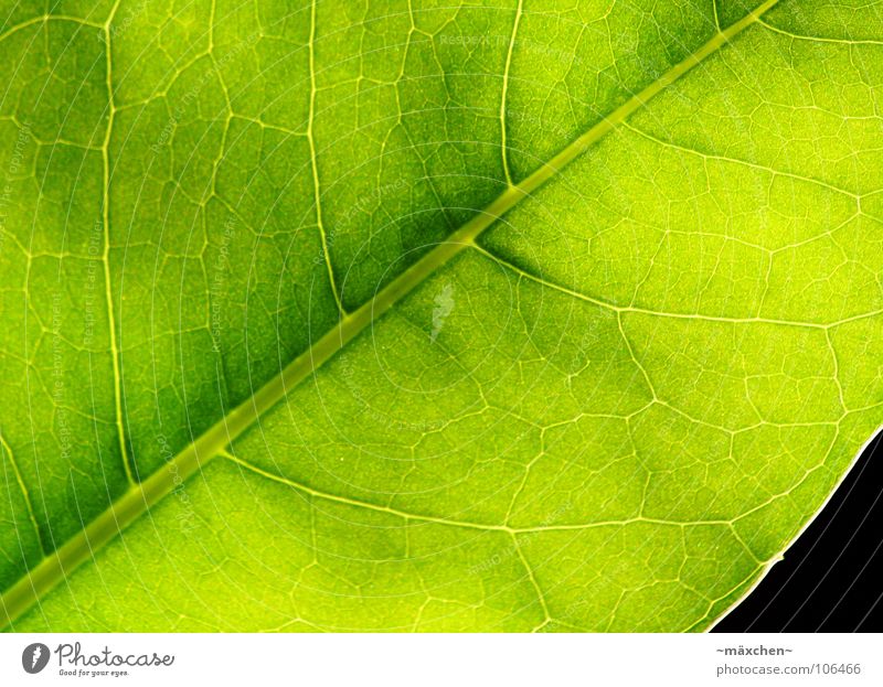 Photosynthesis I Leaf Vessel Green Grass green Illuminate Fruity Juicy Damp Plant Macro (Extreme close-up) Summer leave Life Very green no one Transparent