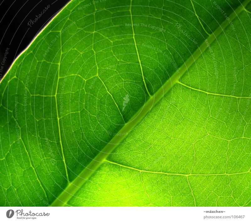 Photosynthesis II Leaf Vessel Green Grass green Illuminate Fruity Juicy Damp Plant Macro (Extreme close-up) Summer leave Life Very green no one Transparent