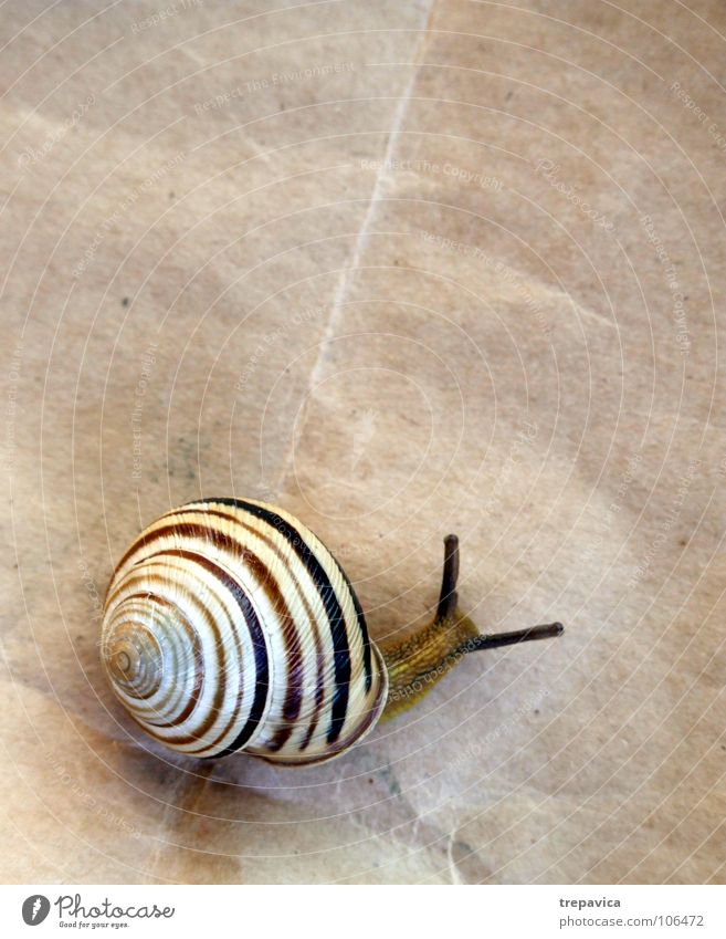 snail House (Residential Structure) Paper Animal Spiral Snail shell Striped Slowly Brown Background picture Feeler Flat (apartment) In transit Bird's-eye view