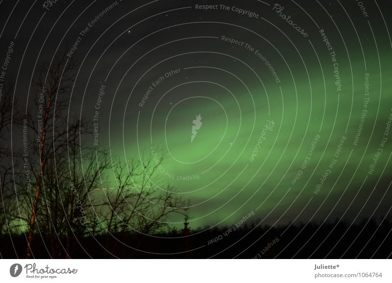 Northern lights Tromsø Nature Landscape Sky Clouds Night sky Winter Beautiful weather Aurora Borealis Tree Bushes Emotions Moody Enthusiasm Adventure