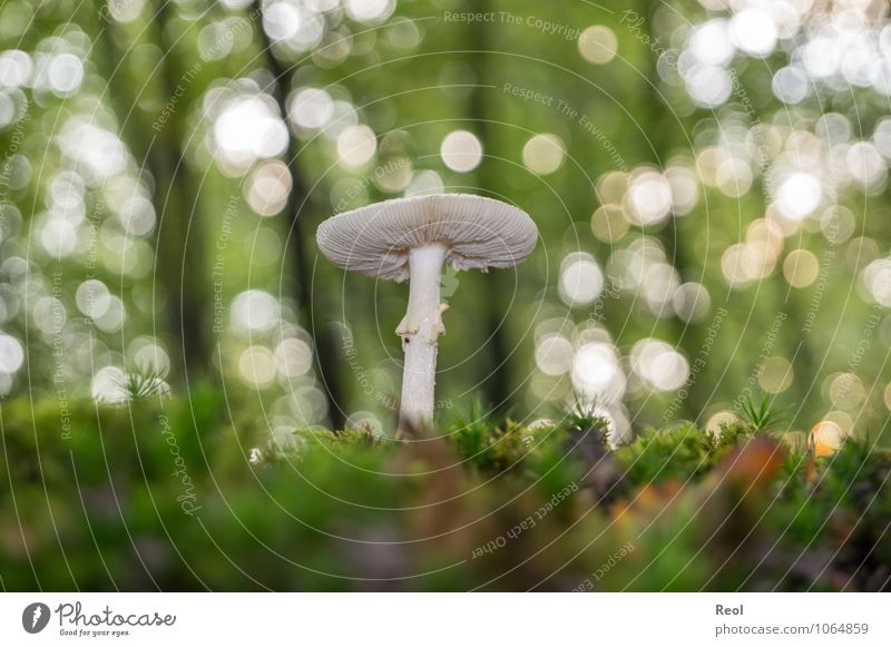In the Moss III Nature Plant Elements Earth Autumn Beautiful weather Agricultural crop Wild plant Mushroom Mushroom cap Collection White Overgrown Woodground