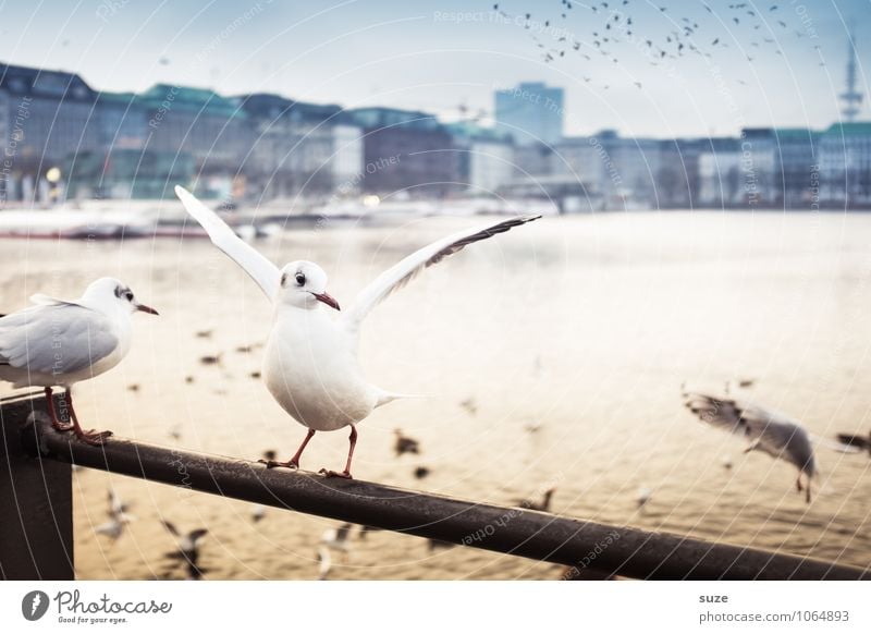 Alster happiness Lifestyle Joy Culture Air Water Beautiful weather Lakeside River bank Town Port City Downtown Skyline Animal Bird Wing 1 Flock Moody Happiness