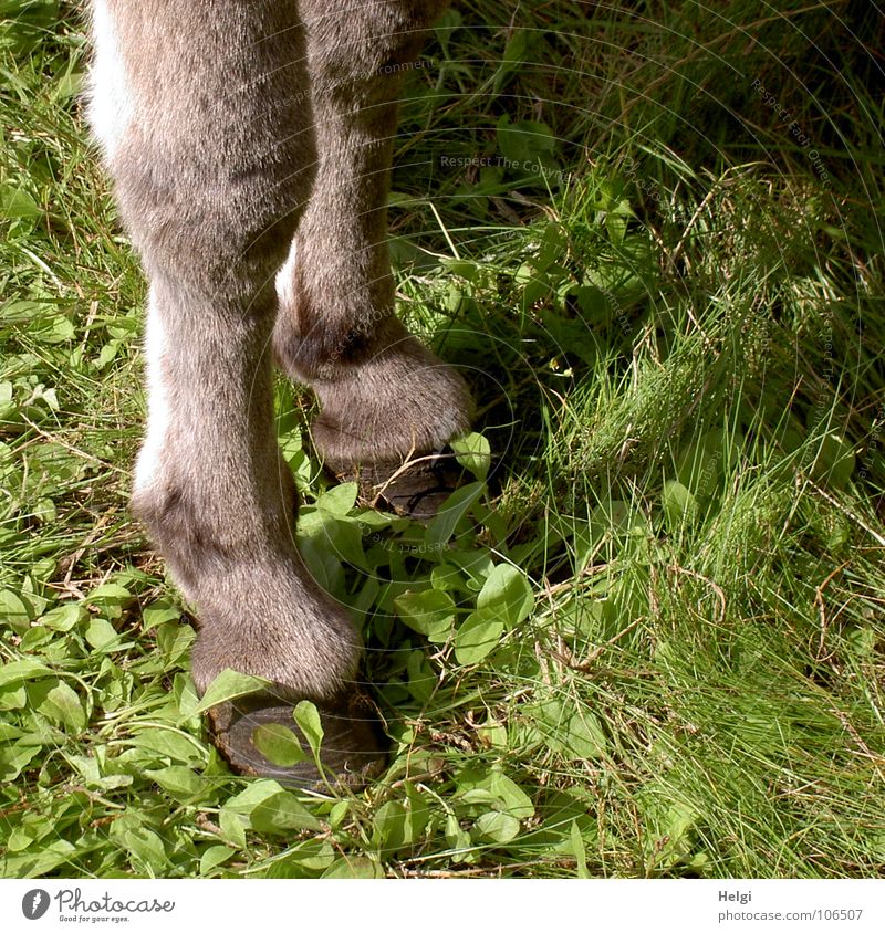chic legs... Hoof Gray Stand 2 Vertical Meadow Grass Green Plant Joint Soft Boredom Mammal Legs donkey legs Tall Pasture Shadow Feet Donkey