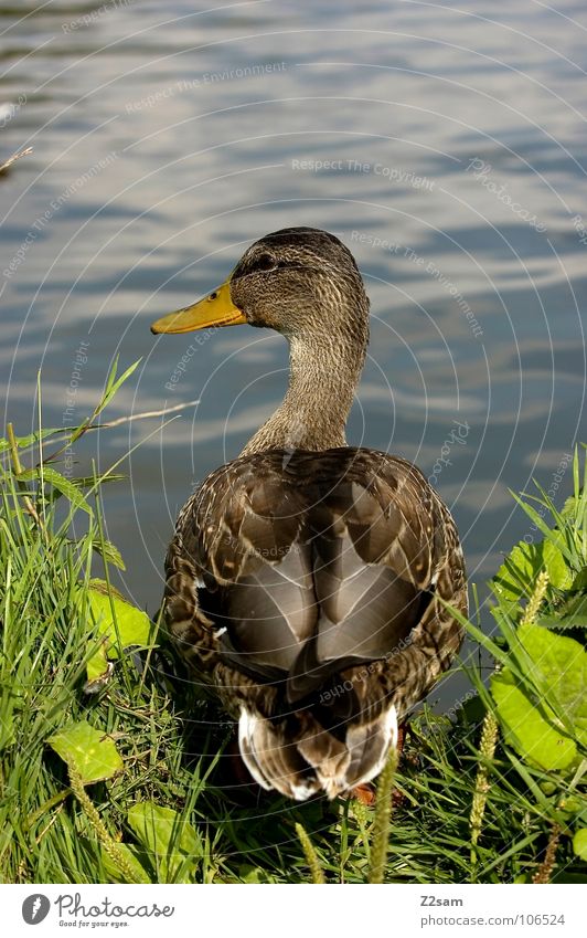 The air is clear. Animal Grass Green Beak Summer Nature Body of water Edge Left Feather Stand Jump Bird Duck Water Americas Sit Wait Location Looking Neck