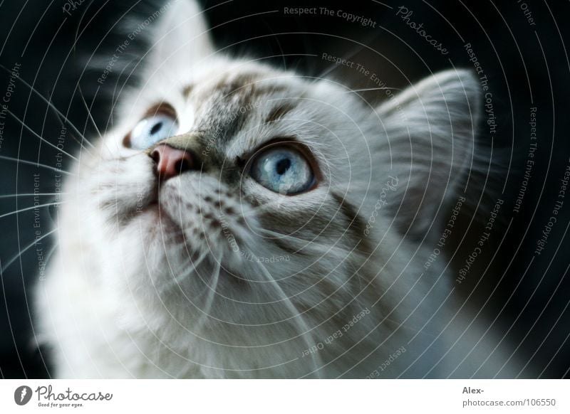 hypnosis Cat Gray Pelt Listening Aim Sweet Cute Concentrate Mammal bitch Hair and hairstyles mustached snort Blue blue eyes Ear Observe Looking anti-dog Eyes