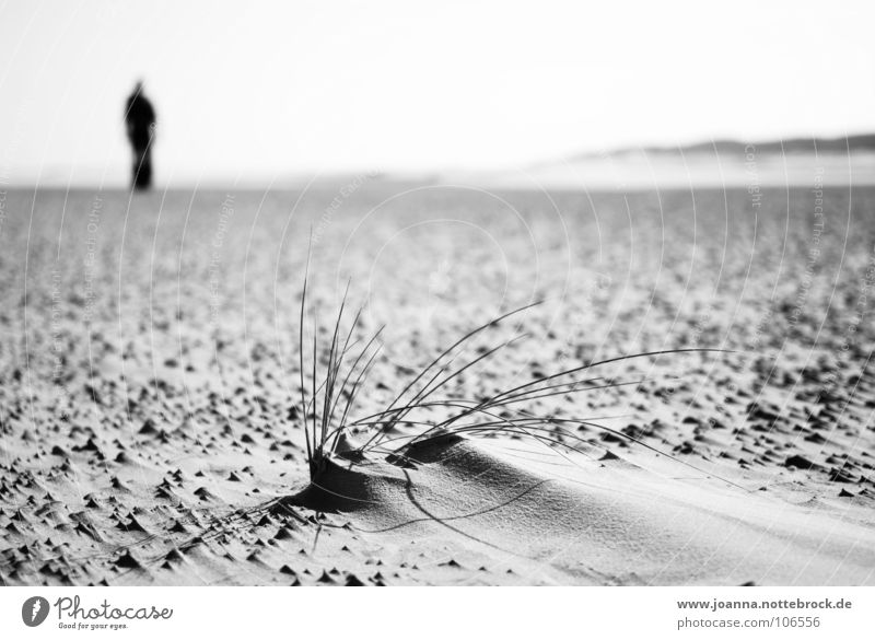 beach Vacation & Travel Relaxation Man Far-off places Calm Grass Tuft of grass Beach Vantage point Think Trip Wangerooge Tourist Grief Beautiful Exterior shot