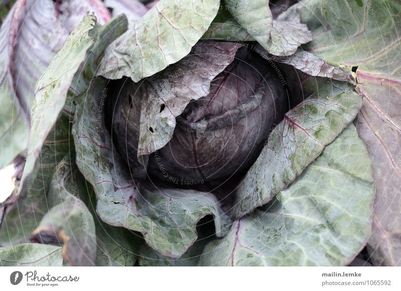 Cabbage 1 Plant Leaf Foliage plant Agricultural crop Fresh Healthy Green Violet Colour photo Multicoloured Close-up Shallow depth of field