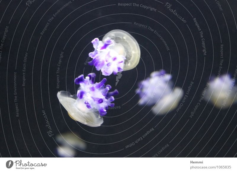 jelly Jellyfish 4 Animal Group of animals Flock To enjoy Hang Swimming & Bathing Sports Colour photo Interior shot Close-up Detail Underwater photo
