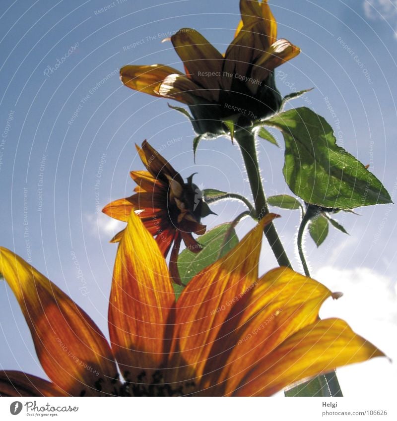 Close up of petals of a sunflower, in the background stem with two flowers in front of a blue sky Flower Blossom Blossom leave Stalk Summer Light Back-light