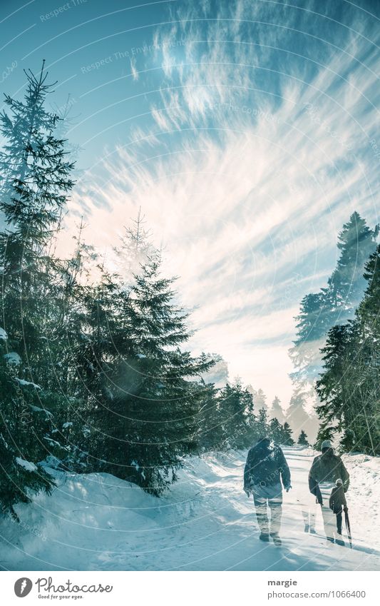 Imaginary winter hike Healthy Fitness Winter Snow Winter vacation Hiking Nature Sky Clouds Sun Ice Frost Snowfall Tree Spruce forest Fir tree Forest
