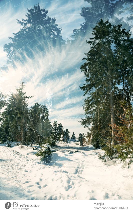 Imaginary winter paths Joy Athletic Vacation & Travel Tourism Trip Winter Snow Winter vacation Nature Landscape Sky Clouds Sun Sunlight Ice Frost Tree Fir tree