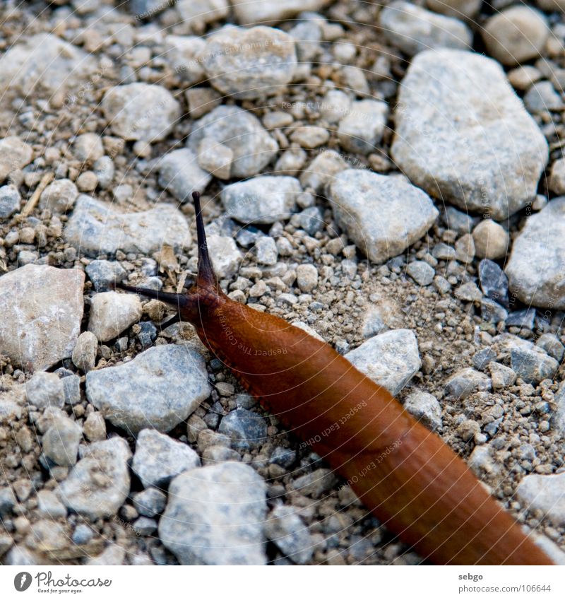 Slug! Mucus Brown Slowly Pebble Snail Stone Creep