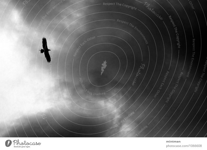 Eagle Clouds Bird Wing 1 Animal Flying Freedom Black & white photo Exterior shot Deserted Day