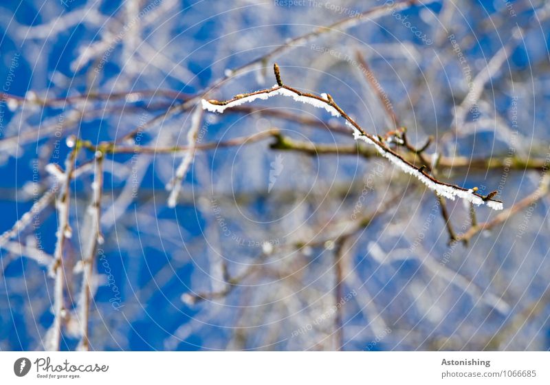 Branches in winter 2 Environment Nature Plant Sky Cloudless sky Winter Climate Weather Ice Frost Snow Tree Freeze Stand Cold Point Blue Black White Fine Thin