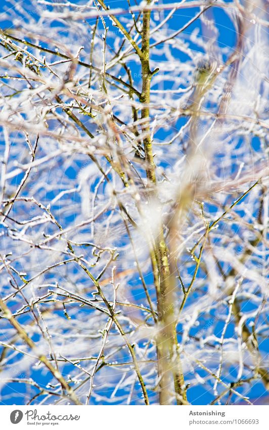 Branches in winter Environment Nature Plant Sky Cloudless sky Winter Climate Weather Ice Frost Snow Tree Freeze Stand Cold Blue Black White Fine Thin