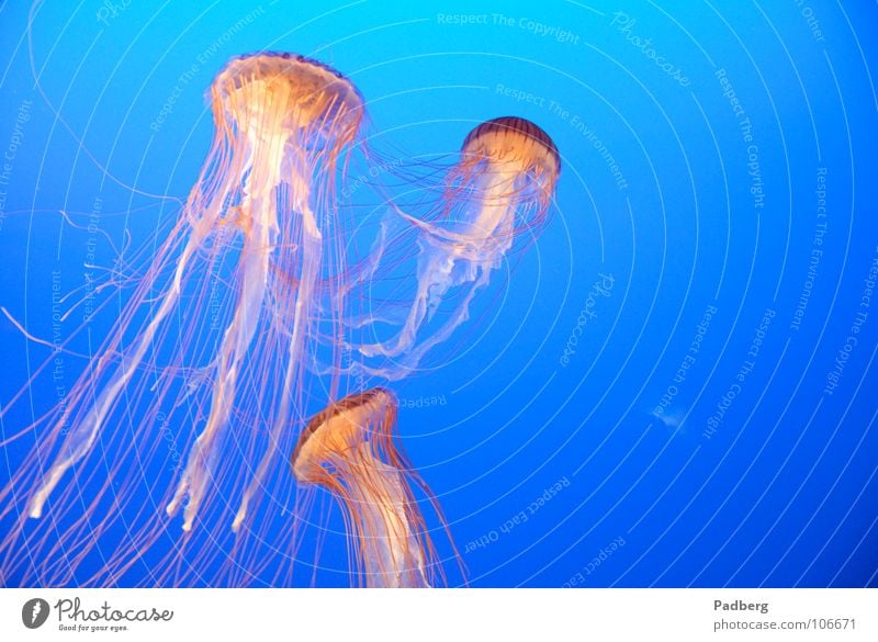 Medusa Jellyfish Dive Light Red Dangerous 5 Ocean Fish Water sea dweller Blue Orange Beautiful Threat nikonic d200 iso 1600 Phantom 1/45 sec