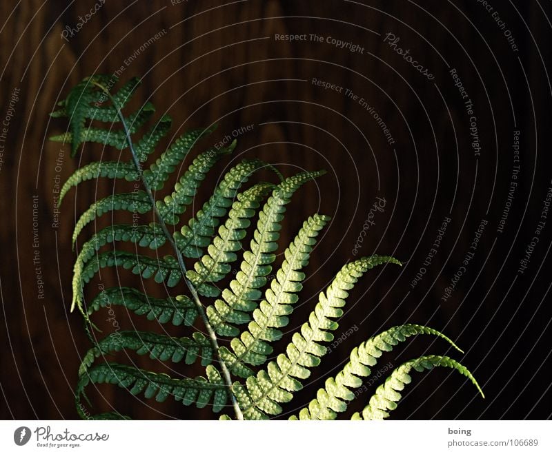 fern Virgin forest Night 7 8 Celestial bodies and the universe Beautiful Pteridopsida Shadow leaf duster