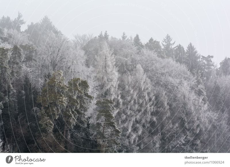 Frost as far as the eyes can see Environment Nature Gray women's field Stählibuck Forest Clearing Edge of the forest Treetop Fir tree Winter Snowfall