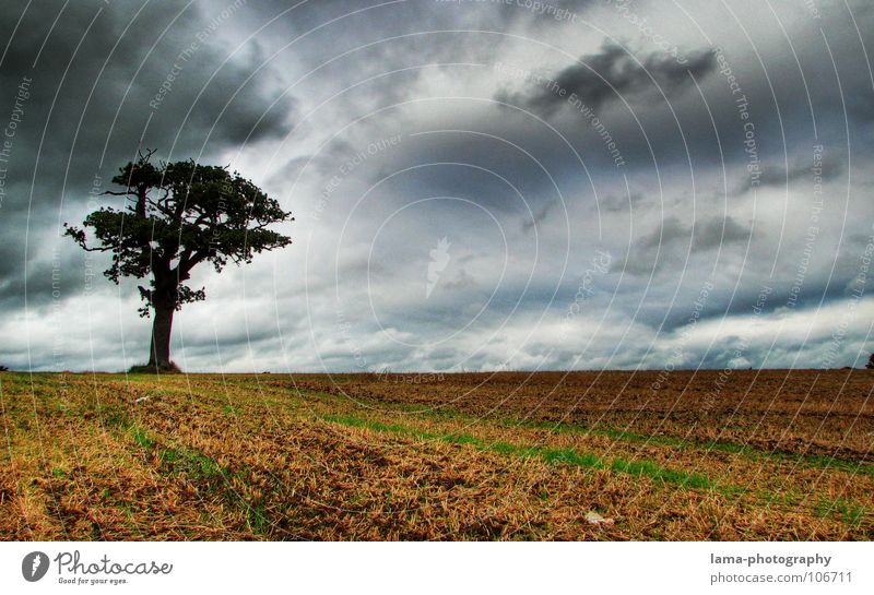 Lonesome Tree Grain Agriculture Forestry Nature Sky Storm clouds Autumn Bad weather Wind Gale Rain Thunder and lightning Field Creepy Cold Wet Moody Loneliness