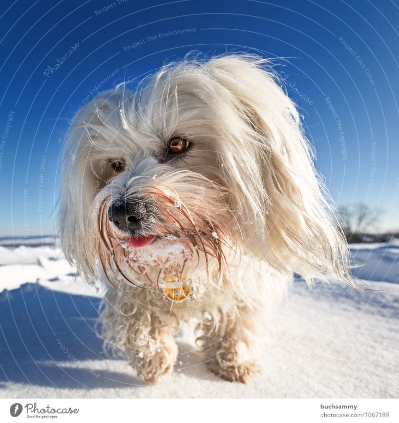 inquisitorial Winter Landscape Animal Sky Cloudless sky Sunlight Weather Beautiful weather Snow Long-haired Pet Dog 1 Going Cold Blue White Europe Havanese