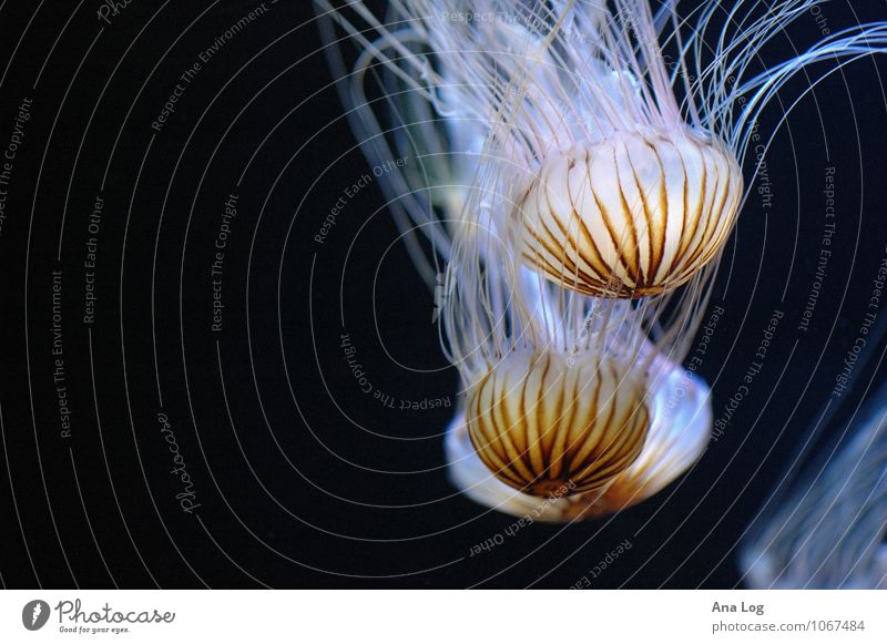 rays of hope Nature Water Ocean Jellyfish Aquarium 3 Animal Flock Joie de vivre (Vitality) Life Artificial light Light Shadow Contrast