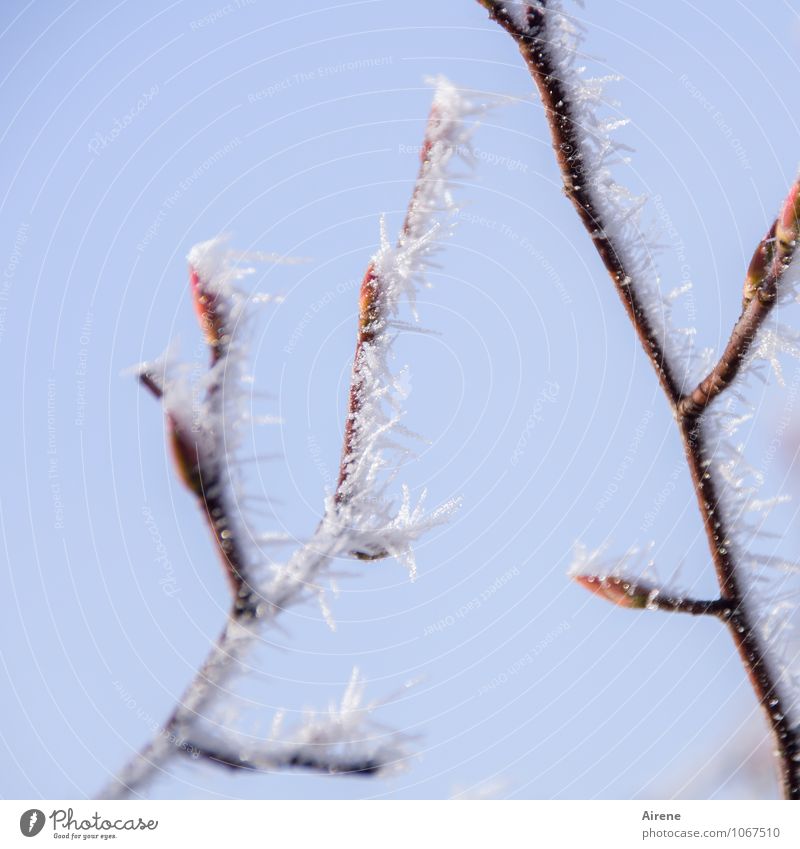 relapse Sky Winter Beautiful weather Ice Frost ice crystals Plant Tree Twigs and branches Leaf bud Bud Ice crystal Snow crystal Point Thorn Freeze Glittering