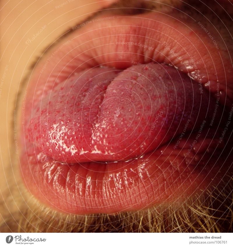 tongue Nutrition Organ Senses Sense of taste Red Lips Physics Damp Facial hair Whiskers Round Macro (Extreme close-up) Close-up Tongue Point Wrinkles Furrow