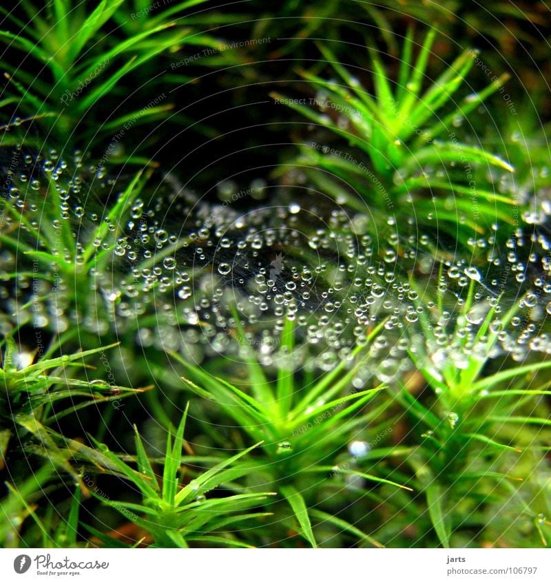 drop parade Drops of water Grass Palm tree Autumn Spider's web Dew Green jarts