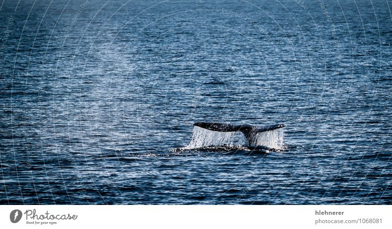 Gray Whale Tail Beautiful Body Ocean Dive Nature Animal Observe Large Wild Ventura Mammal tail water Fin baleen marine Surface baja Pacific Ocean cetacean