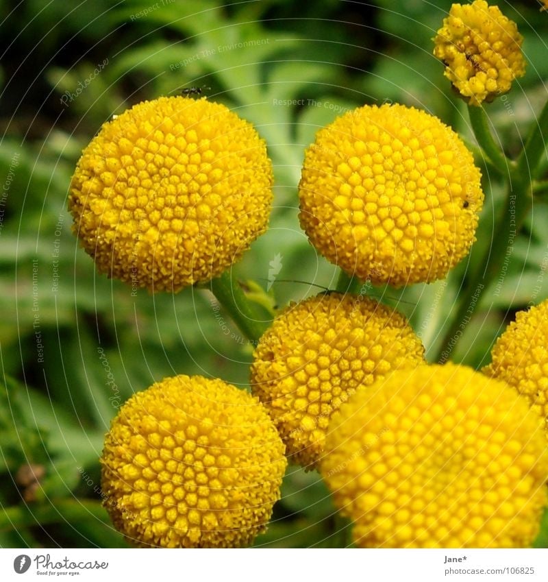 flowerless Yellow Green Flower Plant Round Summer Macro (Extreme close-up) Close-up kamille? no blossoms Pistil Nature Jane