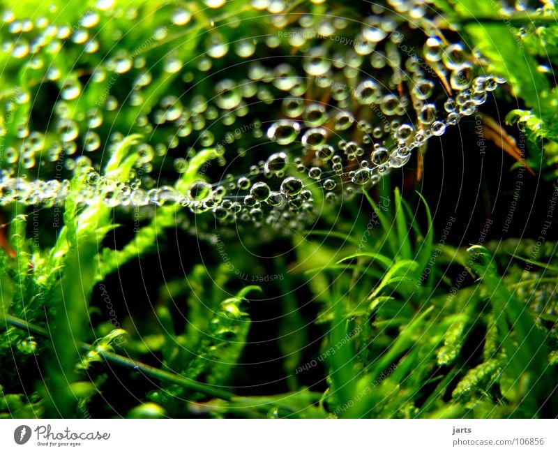 dripping sky Drops of water Spider's web Green Grass Fresh Damp Autumn Macro (Extreme close-up) Close-up Rain Rope Net Nature jarts