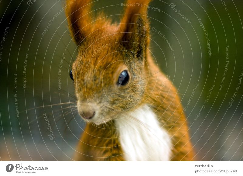 squirrel Squirrel Healthy Eating To feed Face Fur-bearing animal Animal portrait Land-based carnivore Wild animal Forest animal Mammal Eyes