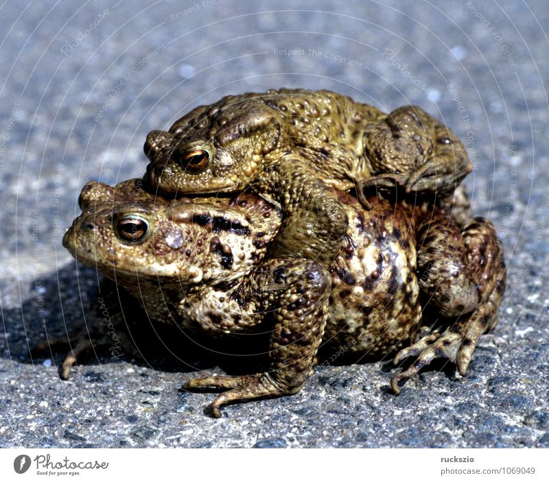 toad, bufo bufo, ground toad, mating Nature Animal Wild animal Frog Free Black White Painted frog Common toad Amphibian frogs Jean-Baptiste Grenouille